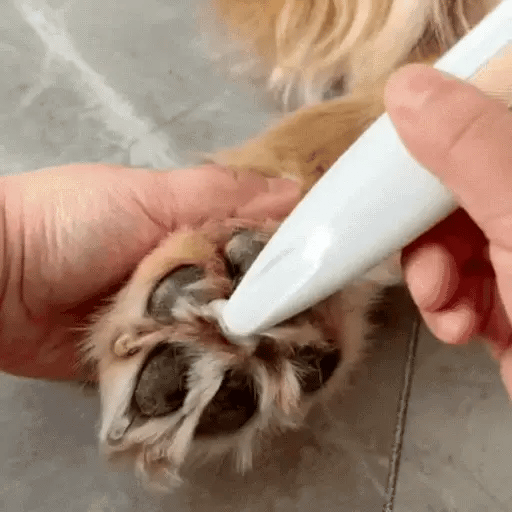 Premium Pet Grooming Clipper